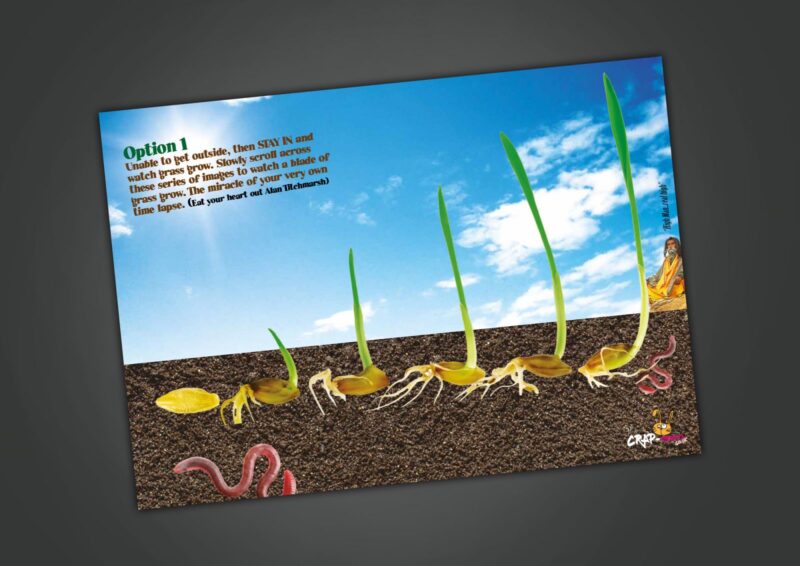 grass-grow-3